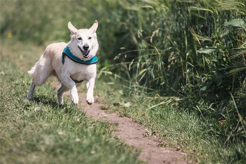 フレンチアルデンヌの歴史と性格、飼育のコツを徹底解説