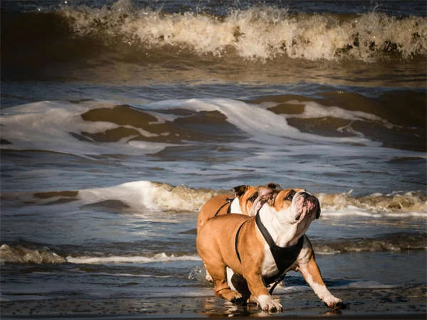 犬猫の下痢にKaopectate®を使う前に知るべき7つのポイント