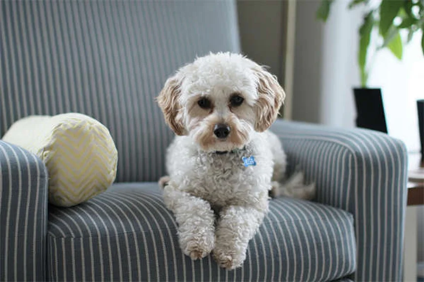犬と猫のレベチラセタム完全ガイド！効果・副作用・使い方を獣医師が解説