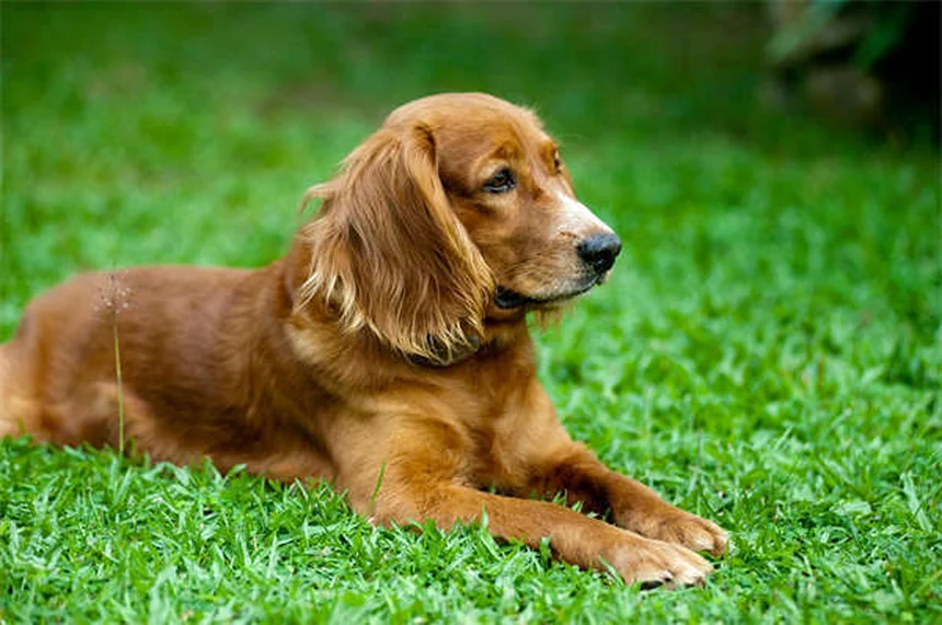 犬と猫のレベチラセタム完全ガイド！効果・副作用・使い方を獣医師が解説