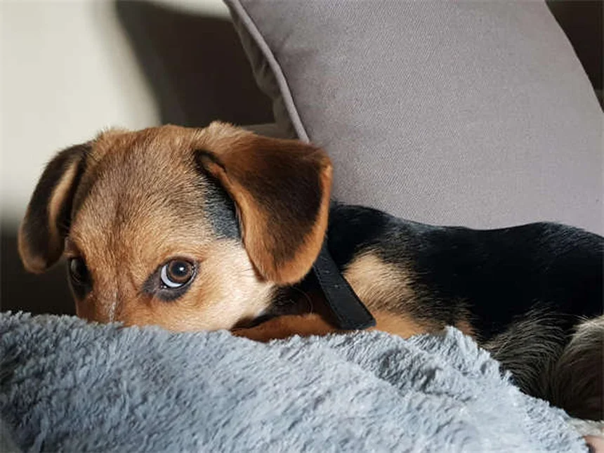 テオフィリンとは？犬猫の副作用と安全な使い方の実践知識