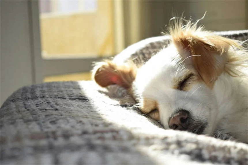 犬は恐怖の匂いを嗅ぎ分けられる？驚きの能力を解説