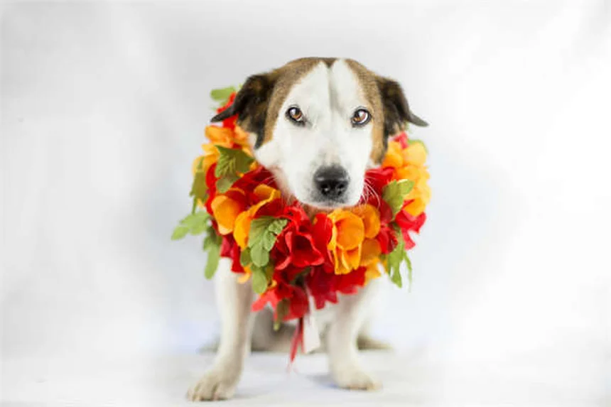 犬の血小板凝固障害とは？症状と対処法を徹底解説