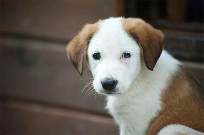 メキシコンブラインドケーブフィッシュの飼育法｜盲目なのに生き生きと泳ぐ不思議