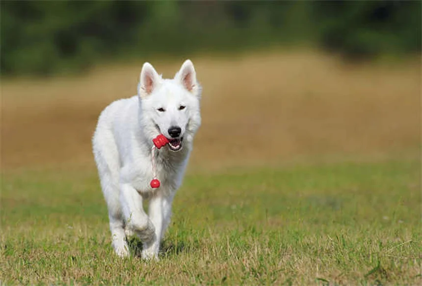 犬のてんかん治療に効果的なカリウムブロマイドとは？獣医が解説