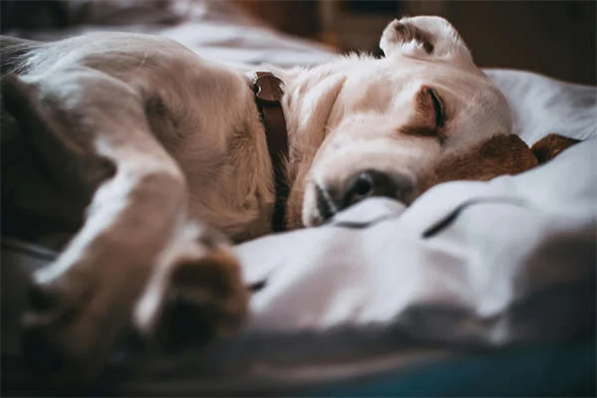 犬のてんかん治療に効果的なカリウムブロマイドとは？獣医が解説