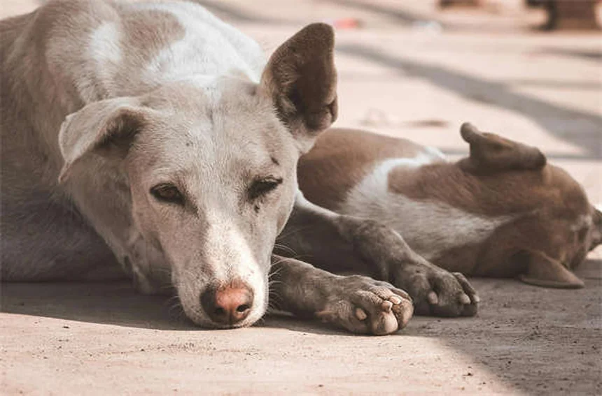 犬の避妊・去勢手術後の回復をサポートする6つの必須アイテム