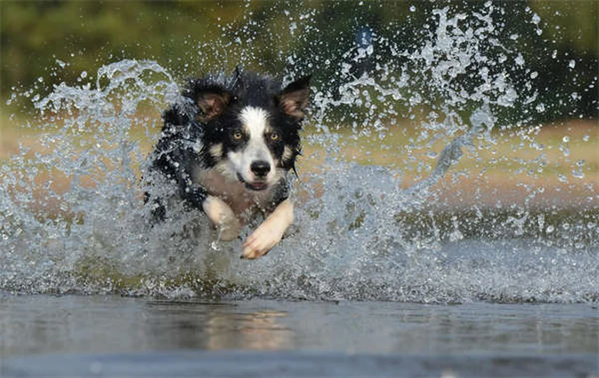 犬のおしっこ臭いを完全に消す5つの方法【プロが教える】