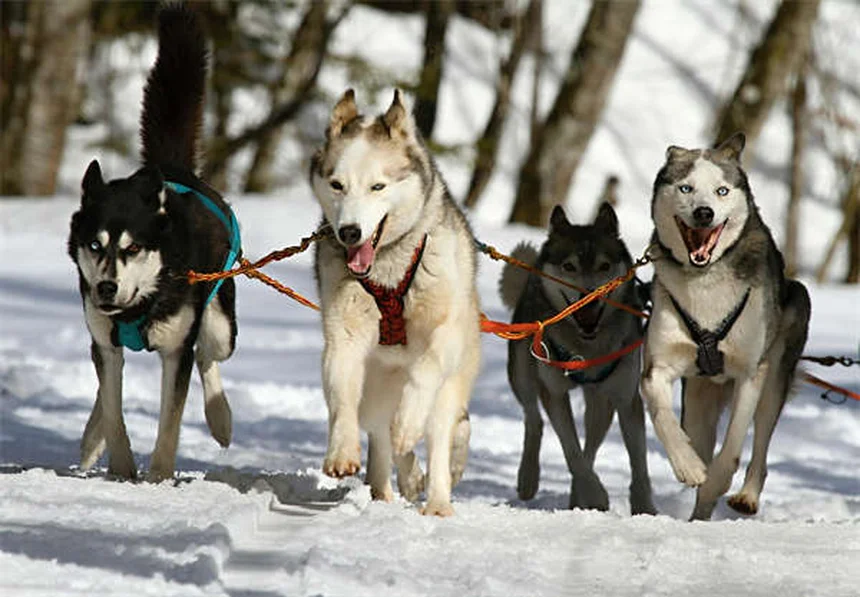 犬が病院を好きになる方法｜獣医師が教える恐怖心克服術