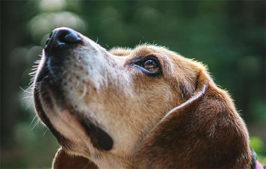 犬の涙やけ対策7選｜原因から治療法まで獣医が解説