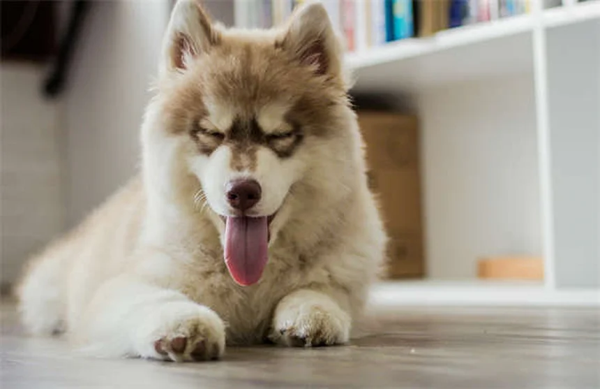犬の涙やけ対策7選｜原因から治療法まで獣医が解説