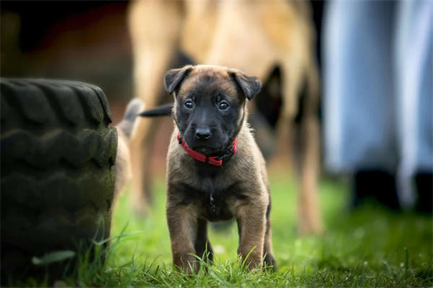 犬の腎臓病食事療法｜獣医師が教える最適なフード選び