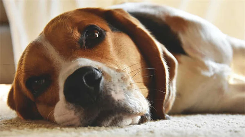 犬の腎臓病食事療法｜獣医師が教える最適なフード選び