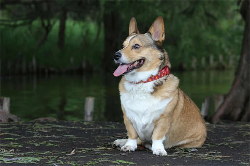 犬の呼び戻しトレーニング｜確実に来させる5つのコツ