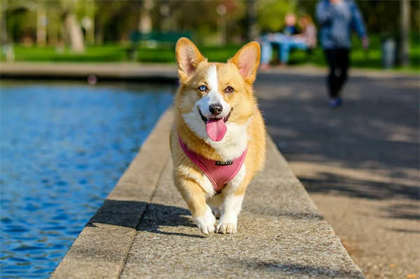 フェレットのリンパ腫、飼い主が知っておきたい症状と治療のポイント