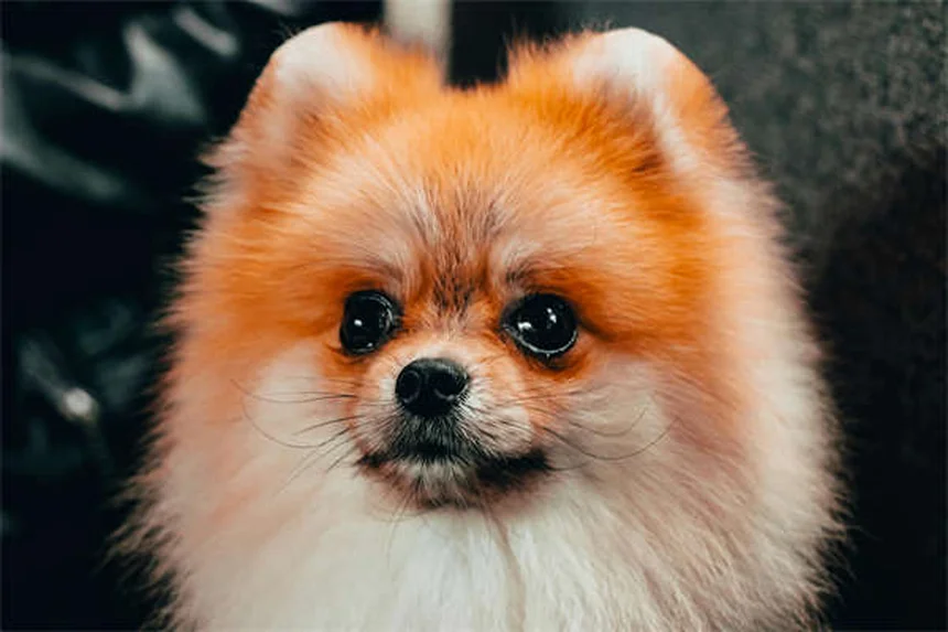 犬用コート 冬の必需品？獣医師が教える選び方の5つのポイント
