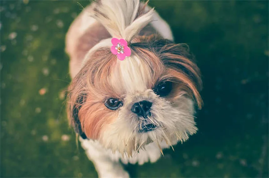犬の平熱って何度？正しい測り方と見分け方を実体験で解説