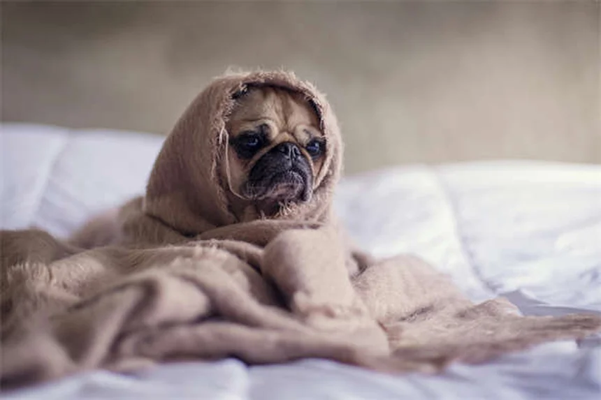 犬の平熱って何度？正しい測り方と見分け方を実体験で解説