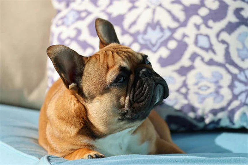 犬の平熱って何度？正しい測り方と見分け方を実体験で解説