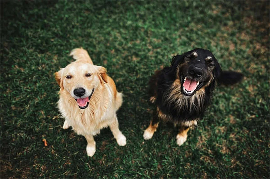 犬の吠え声7つの原因と正しい対処法を経験者が解説