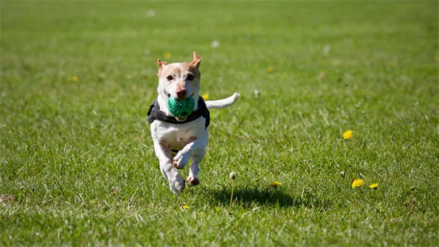 犬の吠え声7つの原因と正しい対処法を経験者が解説