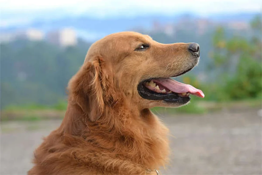 【獣医に聞いた】シメチジンを犬に使う時の安全性と注意点を解説