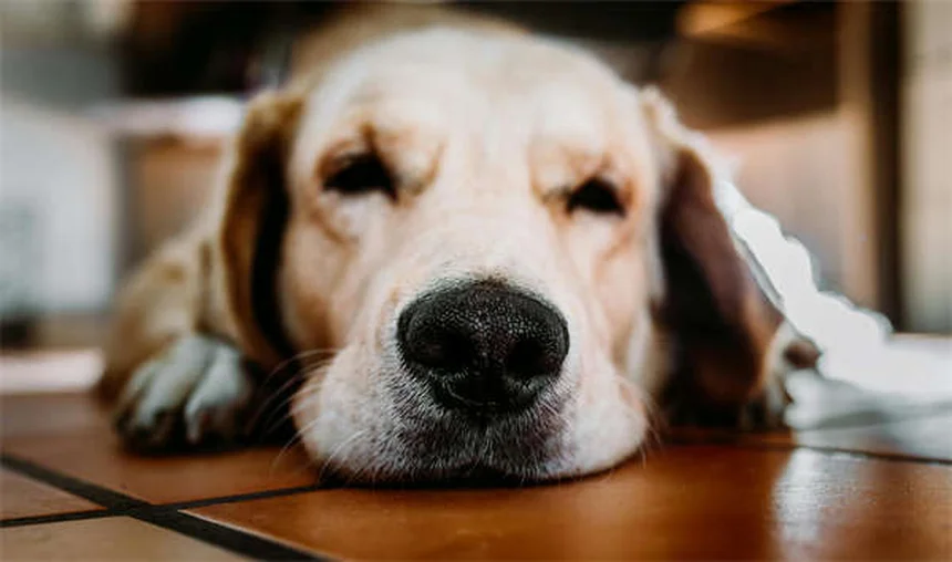 犬の胸水、症状と緊急対処法を現役獣医師が解説