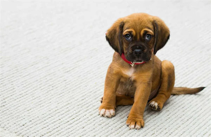 愛犬がベンゾジアゼピンを誤飲したら？すぐにできる緊急対処法