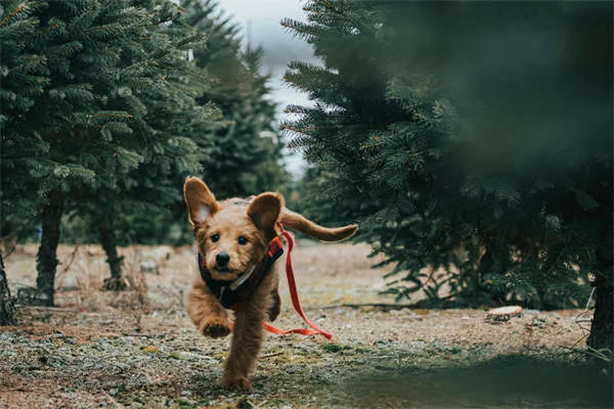 メルファランって安全？犬猫の抗がん剤、副作用と対処法を解説