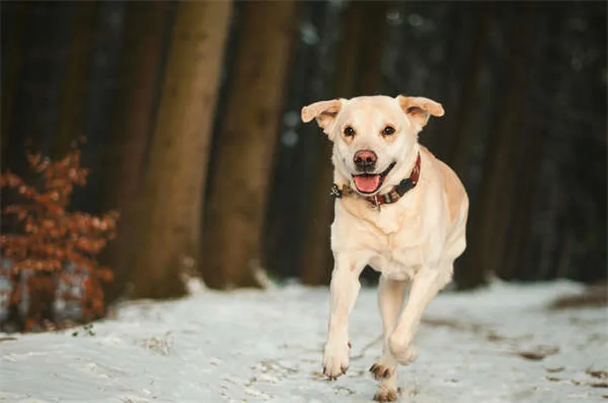 メルファランって安全？犬猫の抗がん剤、副作用と対処法を解説