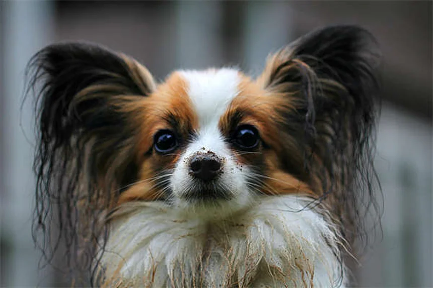 犬の拡張型心筋症(DCM)の症状と治療法を獣医師が解説